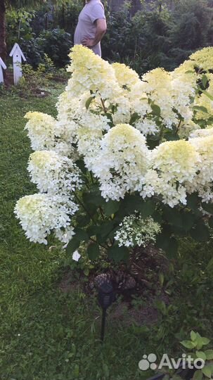 Гортензия Фантом