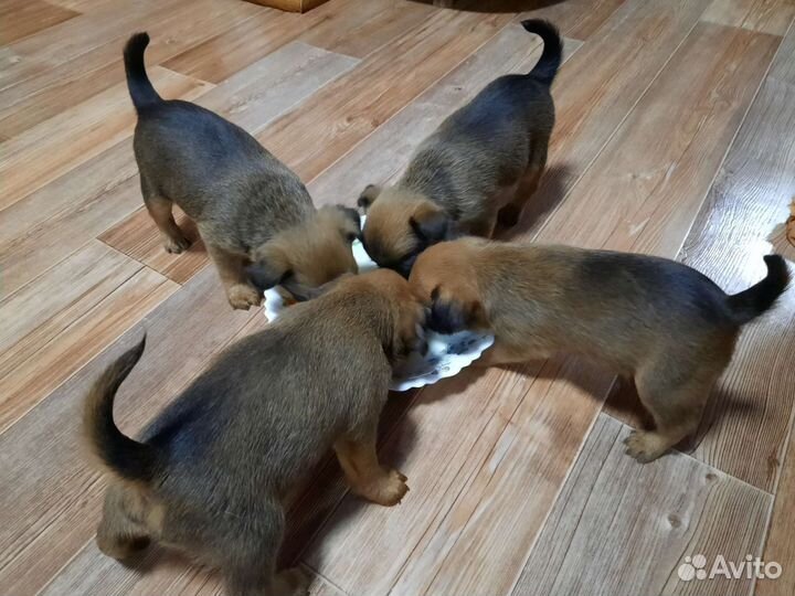 Пти брабансон