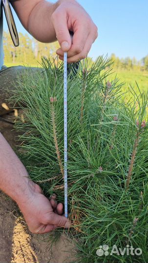 Сеянцы ели окс от производителя