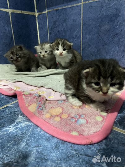 Котята вислоухие