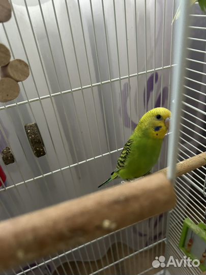 Птенцы волнистый попугай