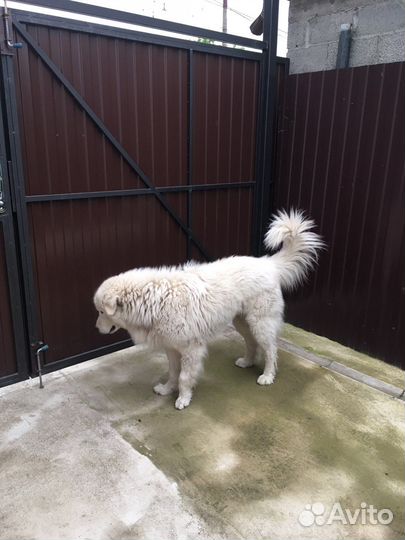 Случка собак