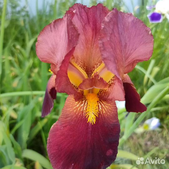 Ирисы бородатые сортовые