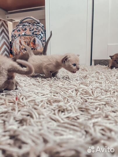 Бурманская