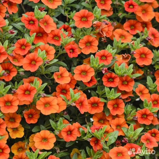 Вегетативная калибрахоа