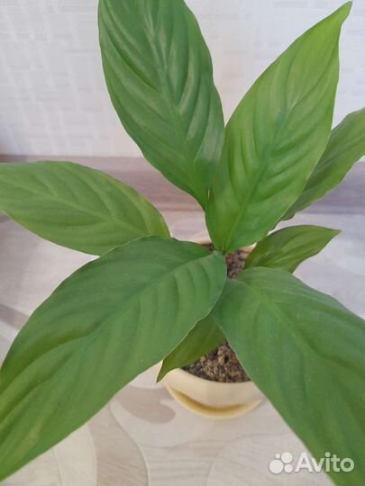 Спатифиллум