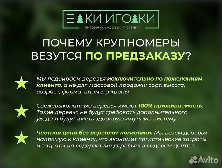 Крупноменры Ели голубой