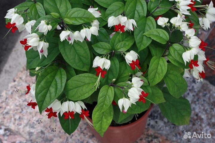 Клеродендрум Томпсона