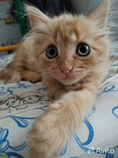Отдам котенка в добрые руки