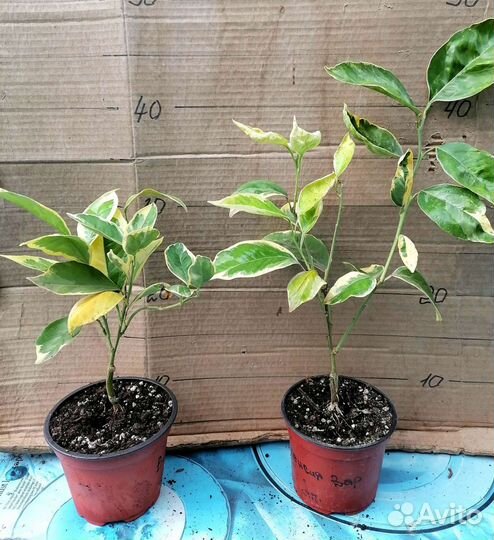 Вариегатные цитрусовые