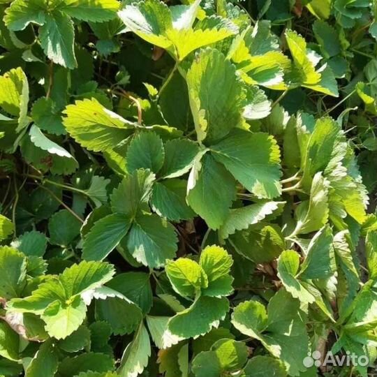 Рассада клубники Азия Горномари