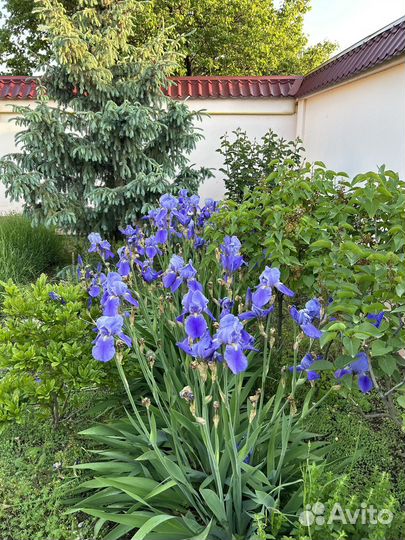 Ирис Германский