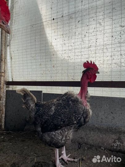 Петух голошейка