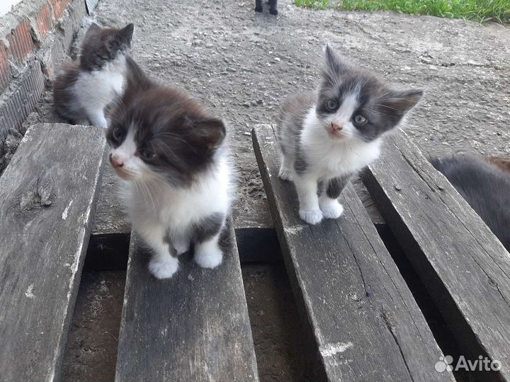 Котята в добрые руки