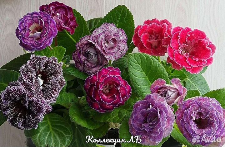 Глоксинии детки