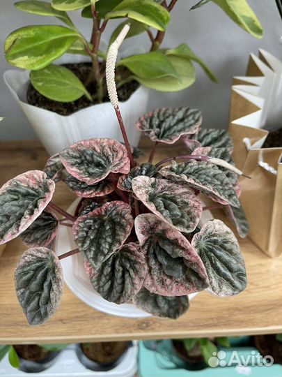 Каладиум, сингониум Венсанов Неон