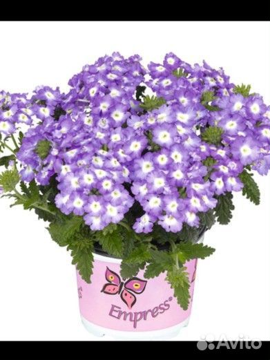 Вербена вегетативная