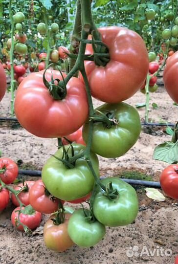 Семена ультрараннего томата Эрай F1 Турция