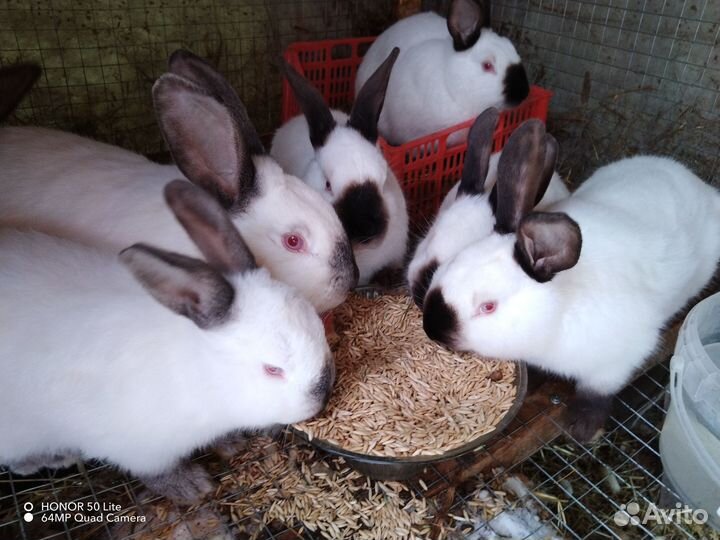 Калифорнийские кролики