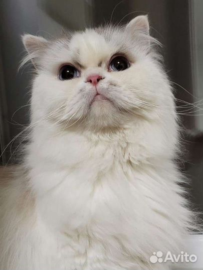 Красивый и ласковый шотландский кот в добрые руки