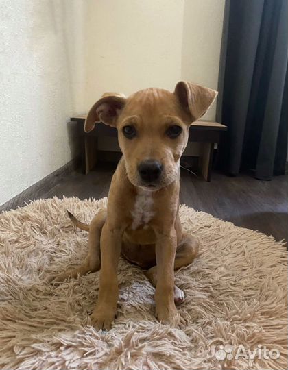 Щенок в добрые руки