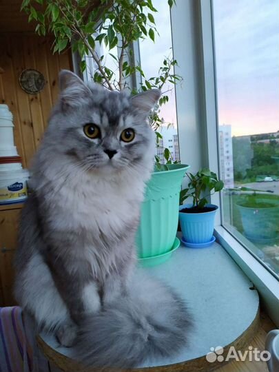 Кот на вязку