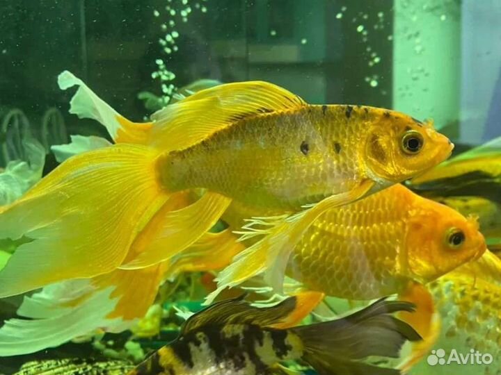 Карпы кои мальки