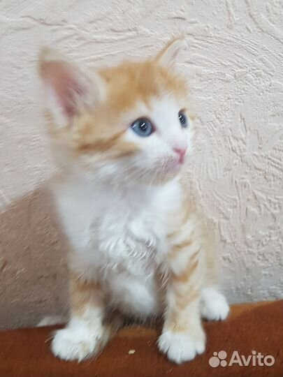 Милые котята