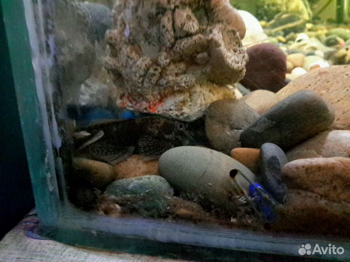 Аквариум