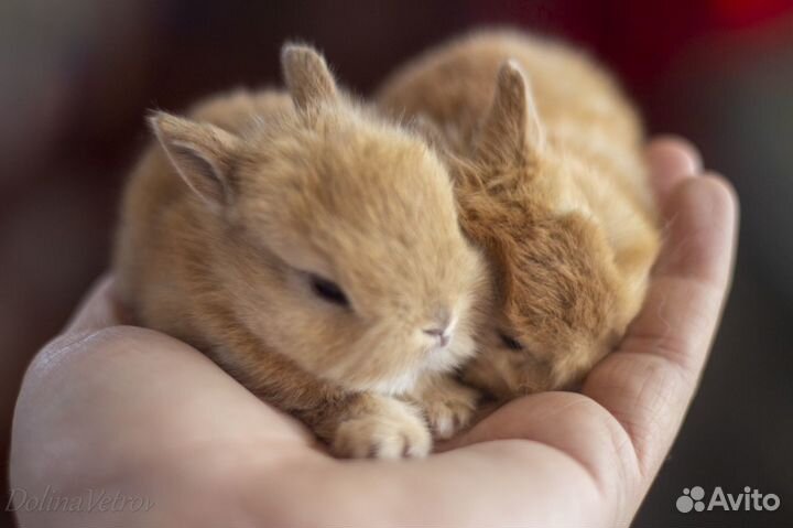 Миноры кролики рыжие, супер мини