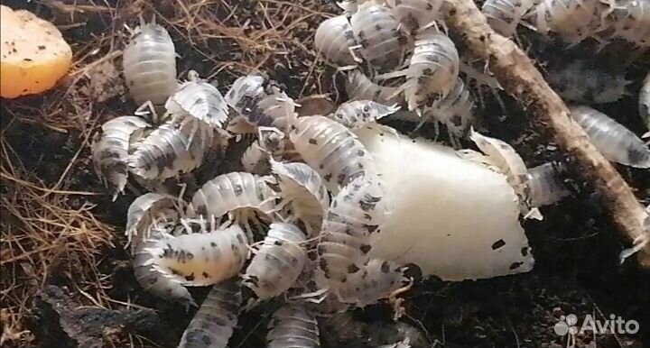 Мокрицы-коровки (Porcellio laevis dairy cow)