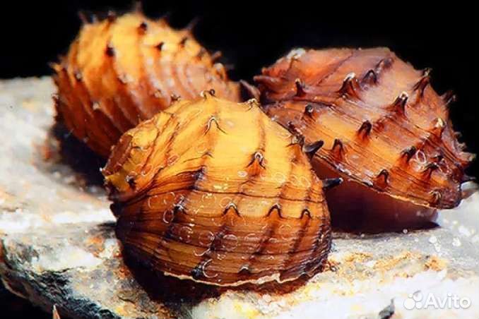 Улитки для аквариума