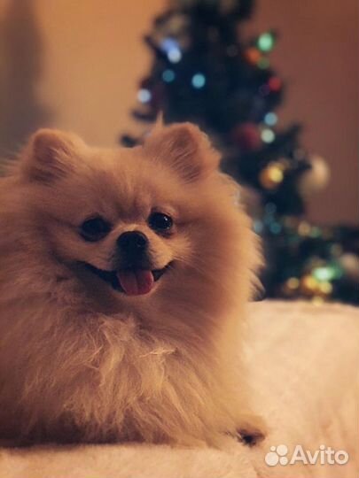 Вязка. Немецкий шпиц