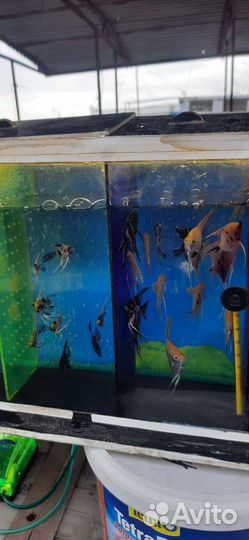 Аквариумные рыбки