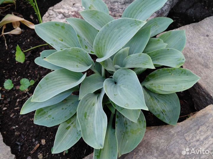 Хоста разные сорта