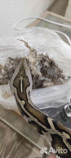 Змеиный выползок