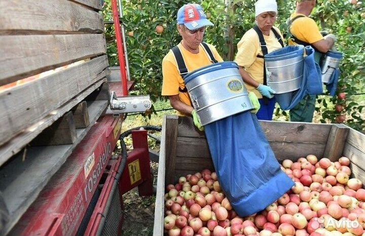 Работа по сборке яблок. Вахта