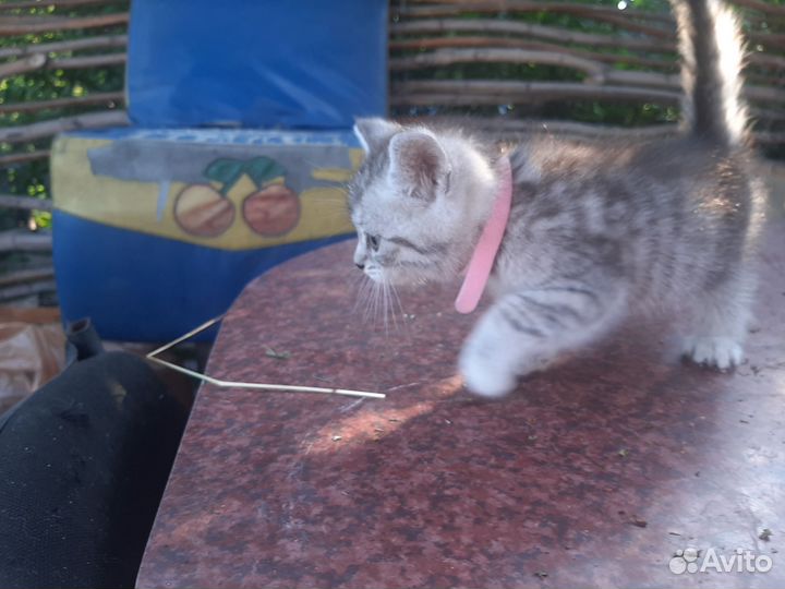 Кошка
