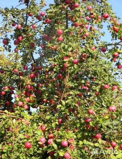 Яблоня зимний сорт Звёздочка