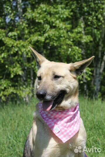 Собака из приюта