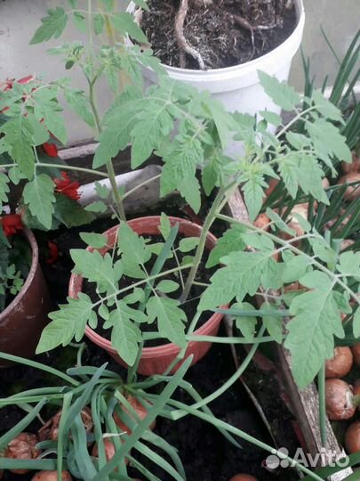 Ремонтантная земляника