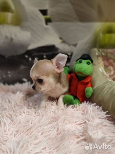 Принцесса мини