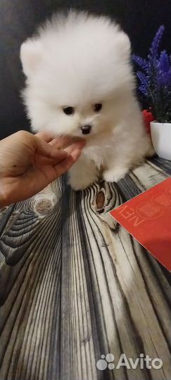 Щенки шпица мини