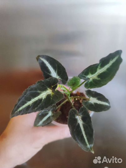 Сингониум деликат вельвет