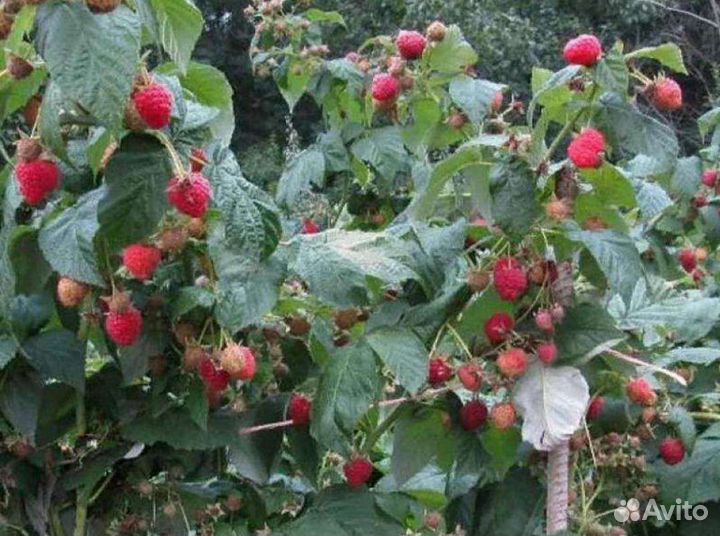 Саженцы ремонтантной малины