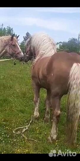 Продам жеребца