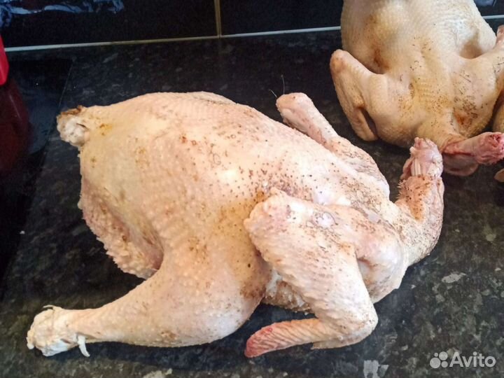 Курица домашняя