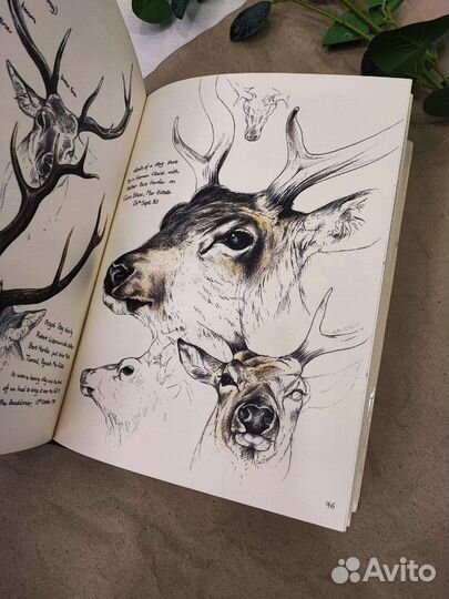 Скетчбук о дикой природе Англии