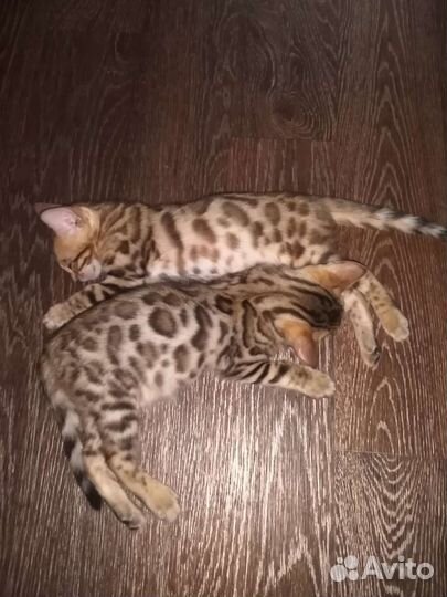 Бенгальские котята