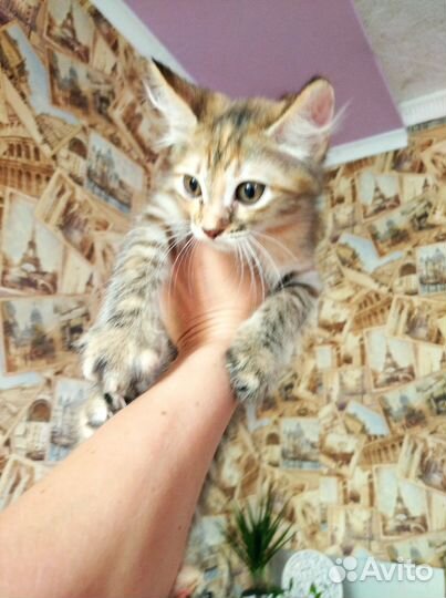 Котёнок кошка